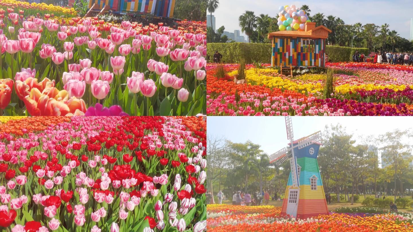 厦门园博苑郁金香花海