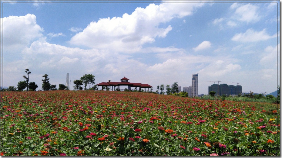 厦门园博苑海洋岛四季花海 - 美篇