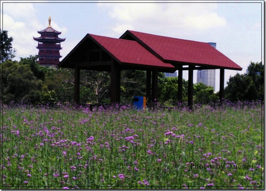厦门园博苑海洋岛四季花海 - 美篇