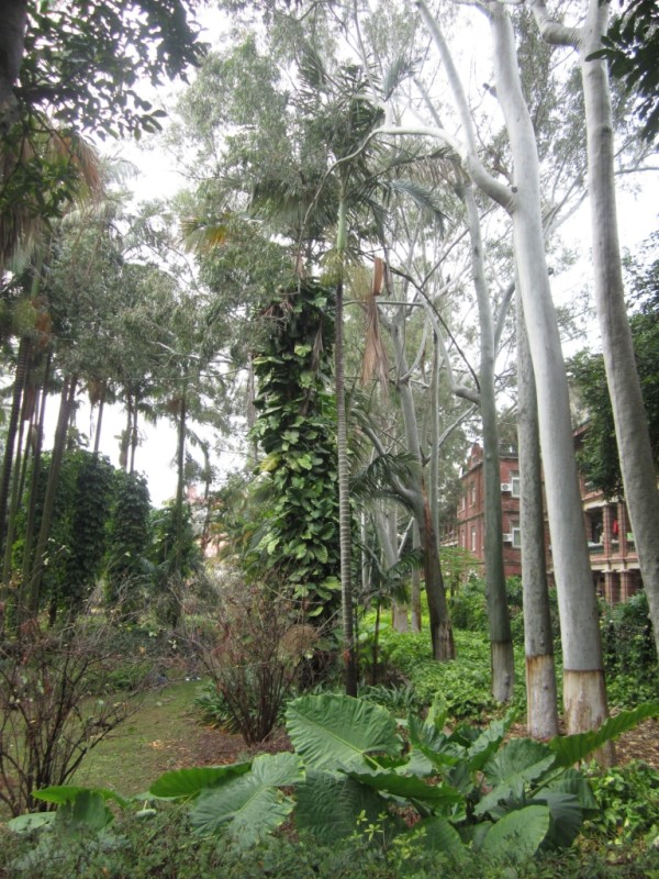独行厦--芙蓉隧道、厦门大学、园博苑、鼓浪屿、环岛路、曾厝埯