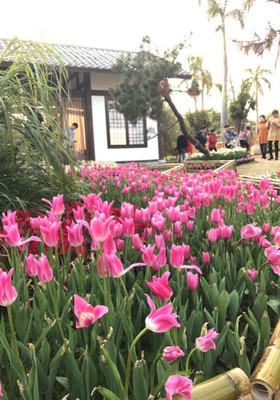 2017年元宵节和家人厦门园博苑赏花半日游