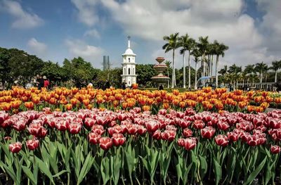 厦门集美:满苑春色关不住 七彩花卉踏春来