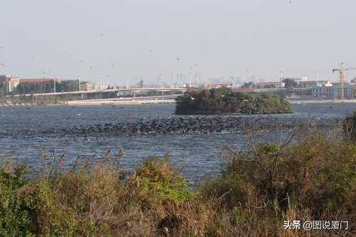 厦门园博苑鸬鹚奇观 万鸟捕食越冬，金门与厦门间的候鸟双城记