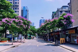 惊艳6月！厦门园博苑荷花、凤凰花、紫薇争艳成花海