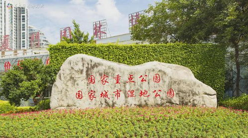 厦门园博苑上新 六千平方米向日葵花海，绿雕花境组CP共绘秋日盛景